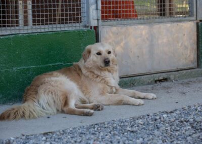 Cani in adozione Atar Brescia