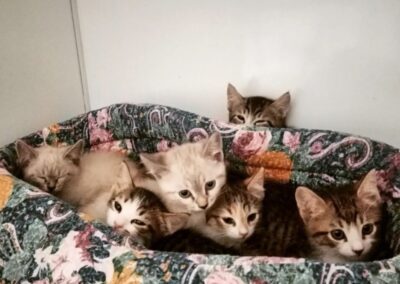 Gatti in adozione Atar Brescia